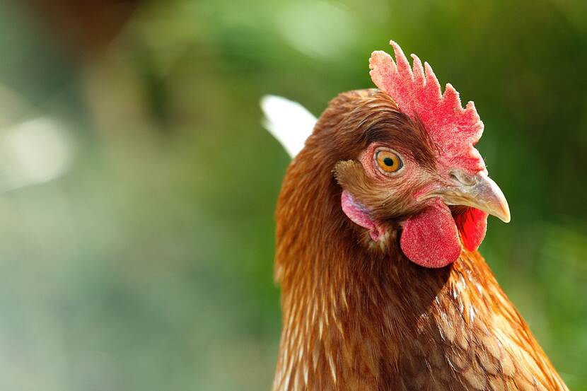 Close-up of a chicken that looks very serious.
