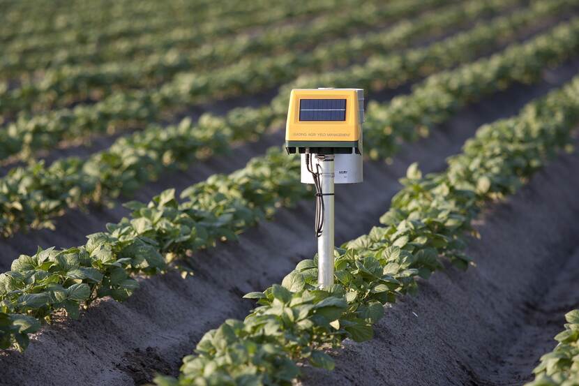 An automated measuring device is seen stationed among rows of green crops in a field.