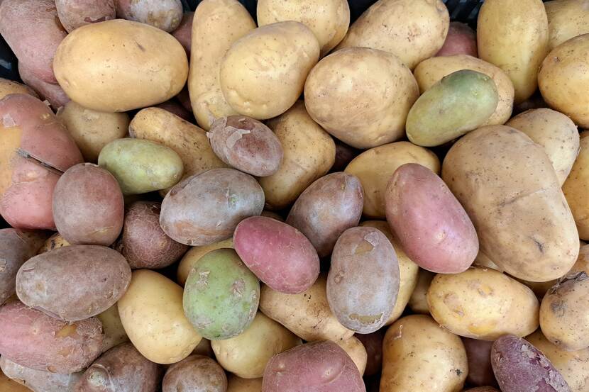 Close-up photo of a pile of potatoes. There are various types, they're mostly new potatoes.