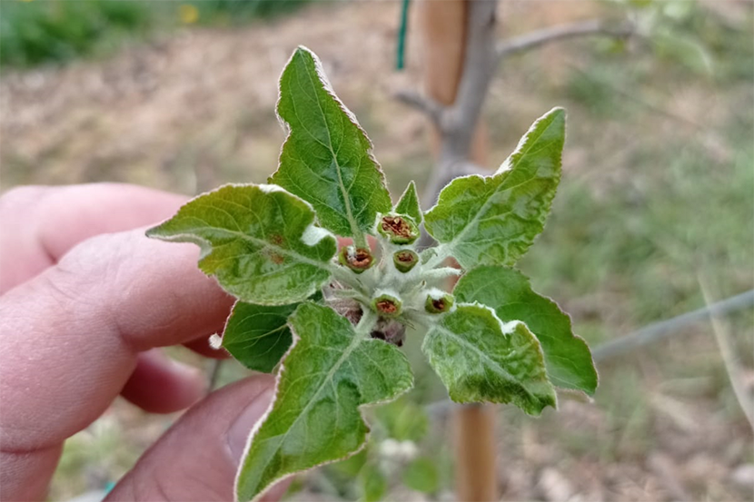 Door vorst beschadigde appelbloesem in een boomgaard in Hongarije