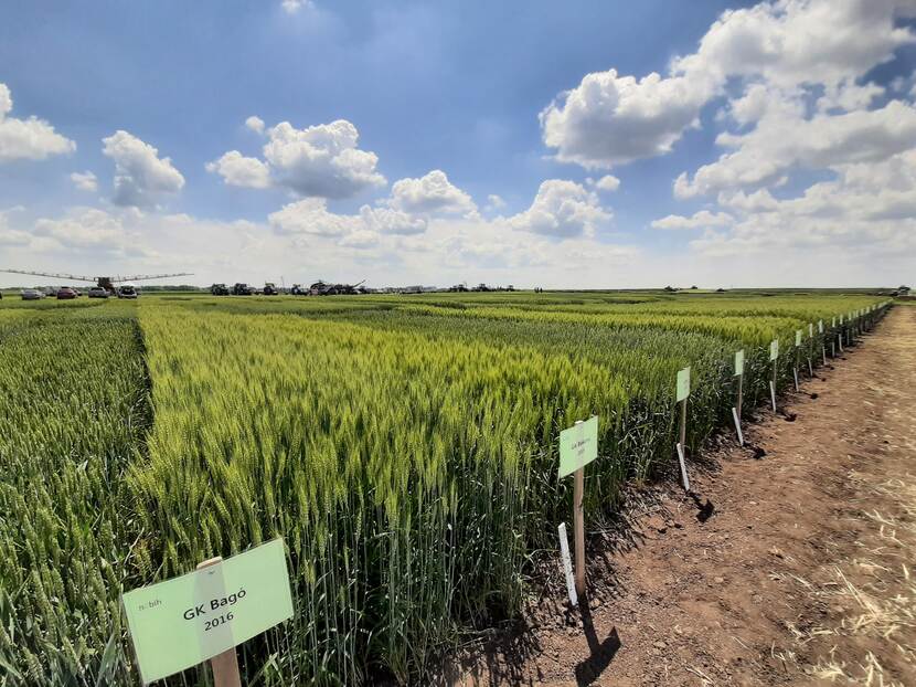 Demo plots of wheat with different crop varieties