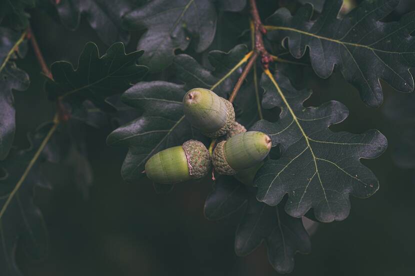 Oak acorns on a tree in a forest