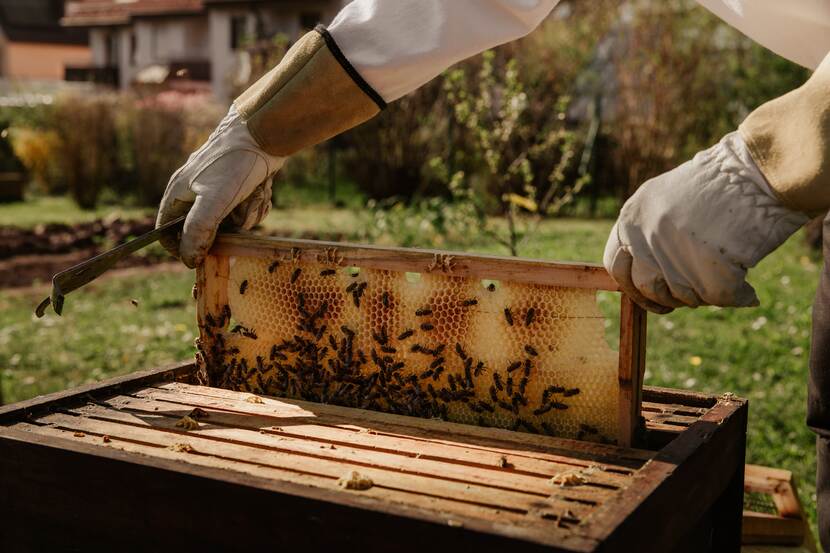 Honey producer in an apiary inspecting a beehive
