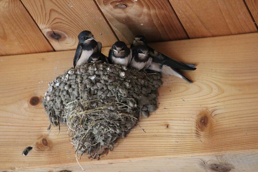 Barn swallow nest