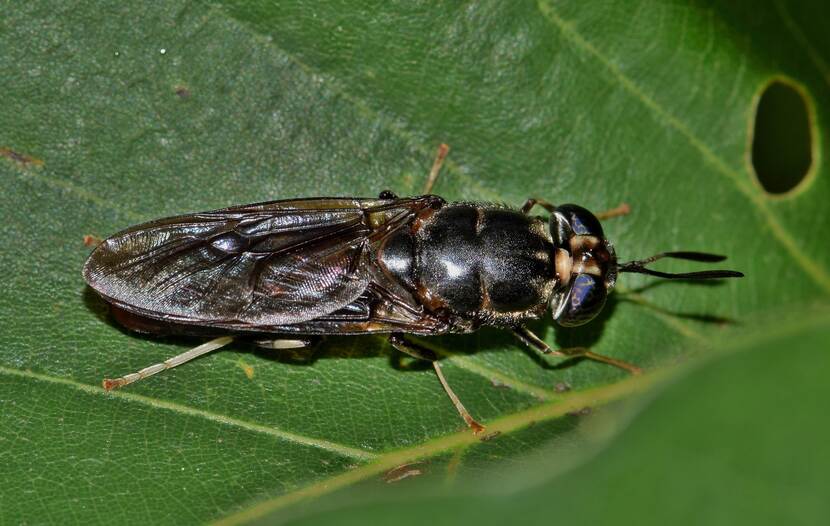 A black soldier fly resting on a leaf