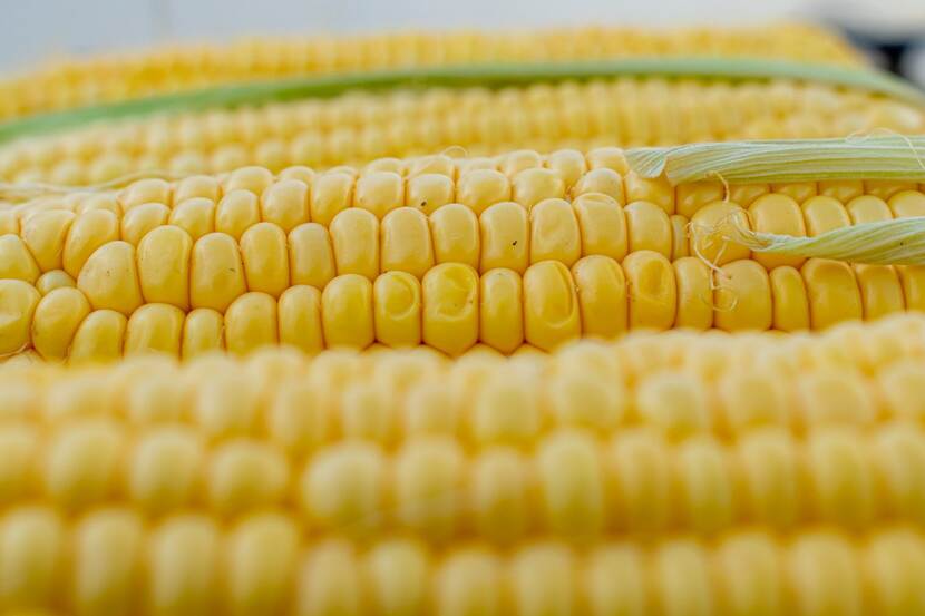 Close-up of corn cobs.