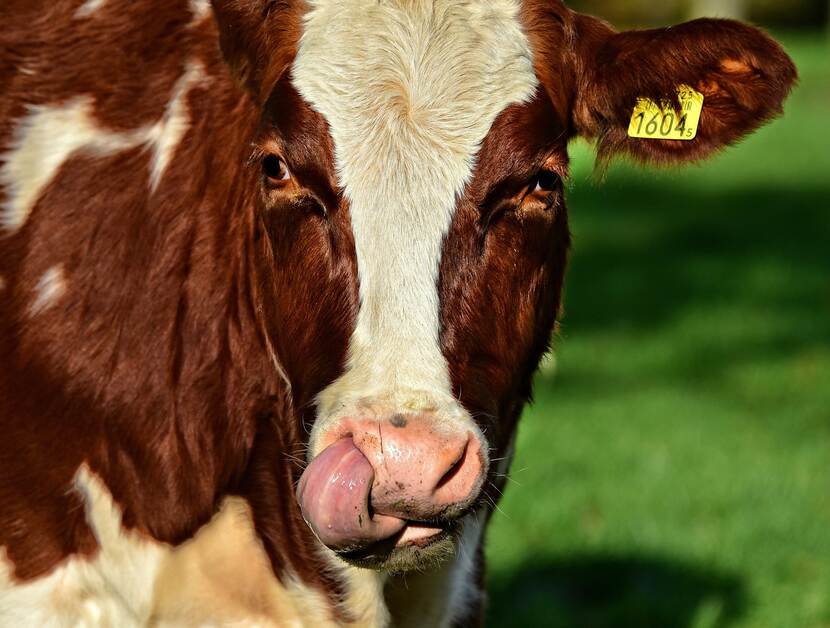 Close-up of a grazing cow just licking its nose and chilling.