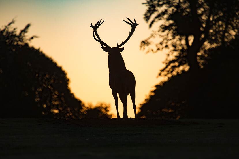 The silhouette of a red deer bull, with antlers, against the backdrop of the sunset sky