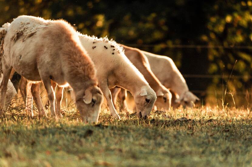Four sheep grazing in a pasture.