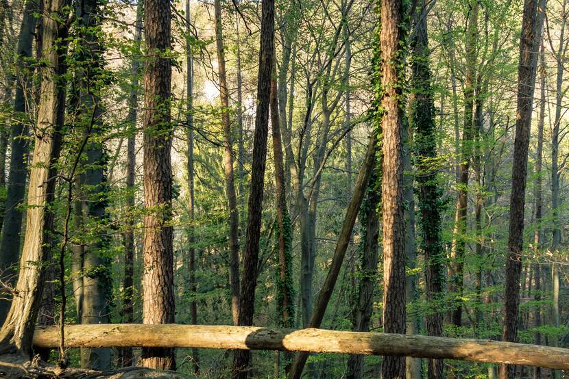 A lush, verdant forest in Hungary in late spring or summer. Rays of golden sunlight filter through the canopy and cast a warm afternoon glow on the trunks of trees which are partially overgrown by ivy.