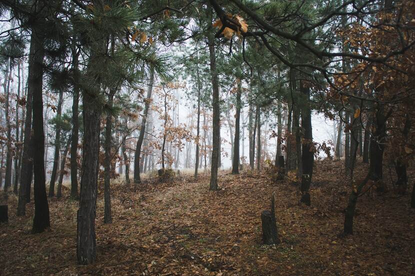 Wintery and foggy beech and pine forest in Hungary.