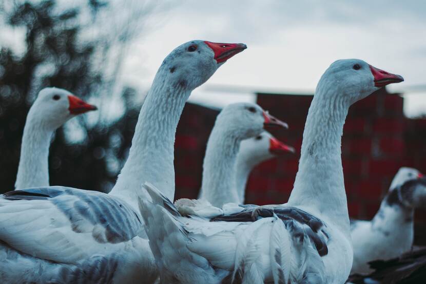 Close-up of domestic geese.