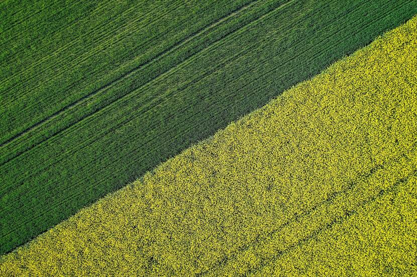 Borderline between fields sown with different-colored crops.