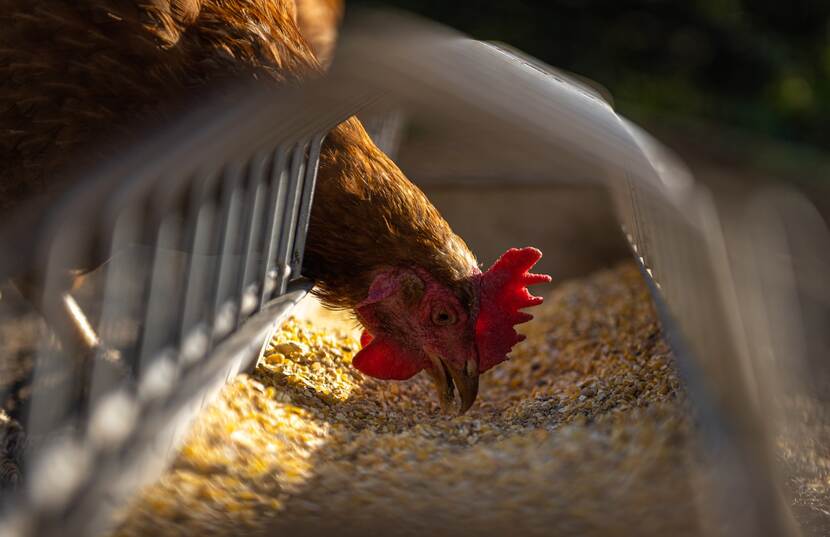 A hen feeding.