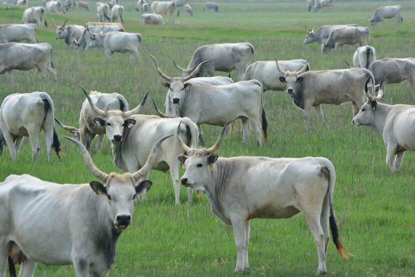 Hungarian grey cattle herd grazing in a pasture.