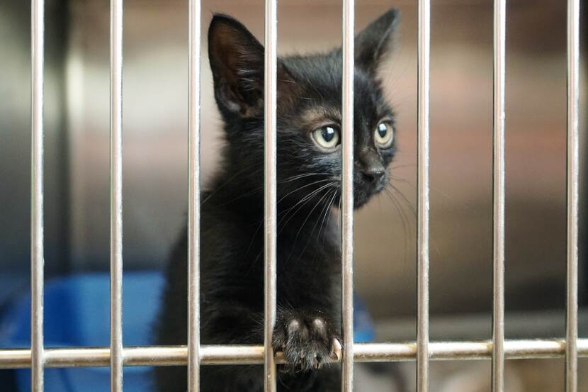 A young kitten with large eyes looks through the bars of a cage.