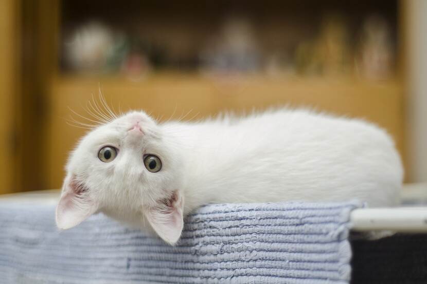 Picture of a white kitten.