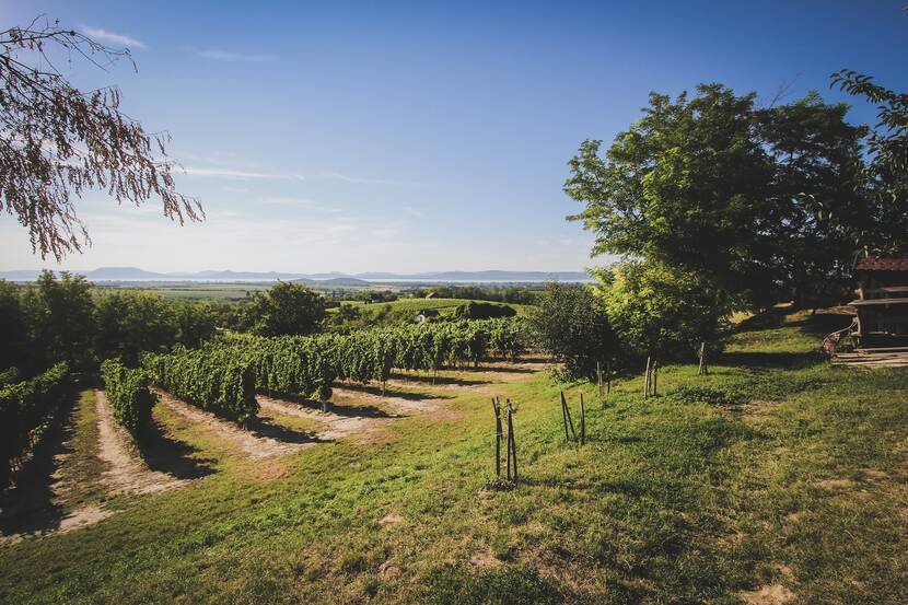 Vineyard in the Southern shore of Lake Balaton in Transdanubia, Western Hungary. In the background, Lake Balaton dominates the landscape, with the dormant volcano mountains of the Tapolca Basin area rising above the water.
