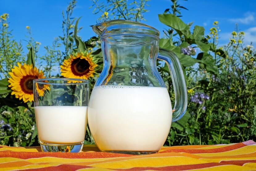 A jug and a glass filled with milk is placed on a table in front of a sunflower field