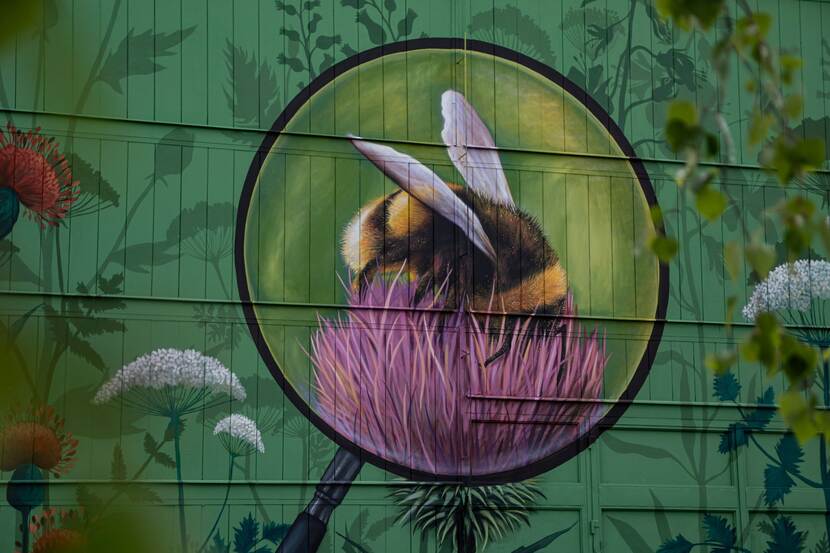 A large wall mural of a bumblebee that landed on a flower. Szeged, Hungary.