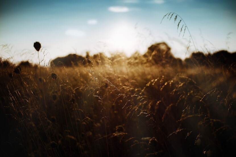 Photo of a field with the sun setting over it and tall grasses gently swaying in the wind.