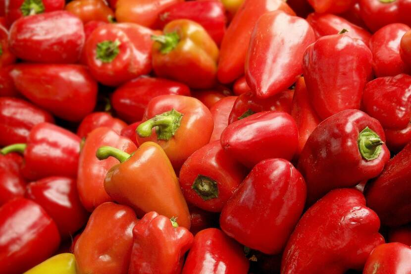 Ripe red paprika (bell pepper) in a pile