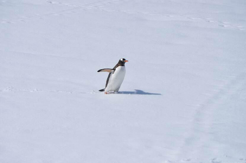 A penguin hurrying across an ice field