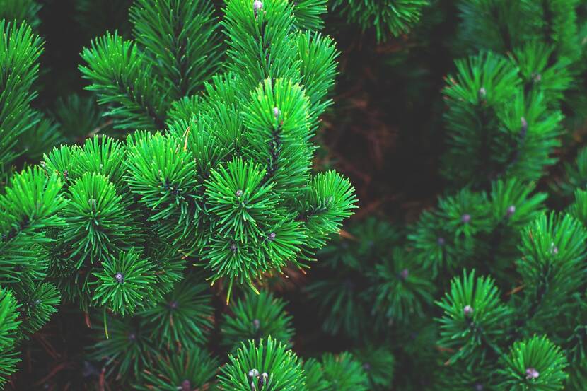 Close-up photo of pine branches