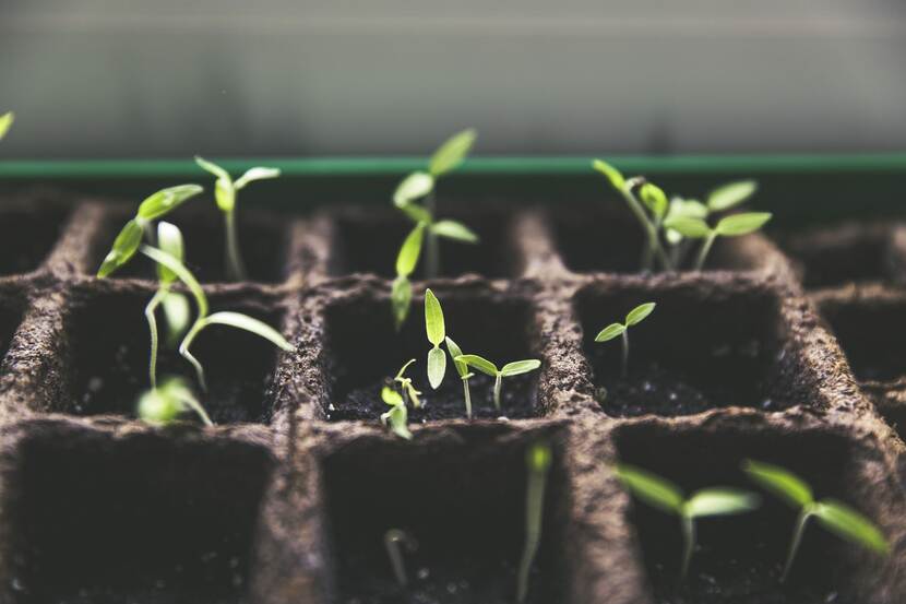 Tomato plant saplings