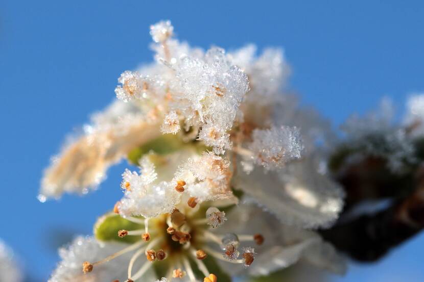 Plum tree flowers covered in ice