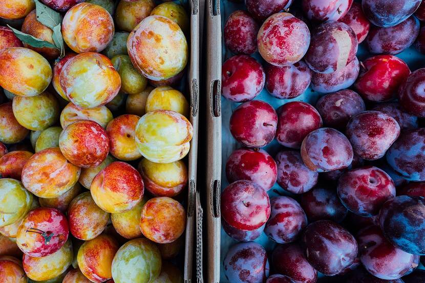 Two types of plums, in boxes, photographed from above.