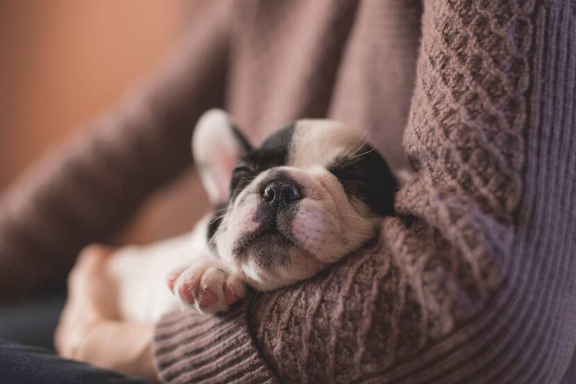 A dof pup sleeping in a human's arms