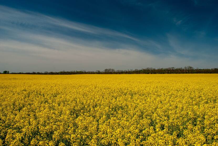 Rapeseed field in Hungary. Sunshine, blue skies, yellow flowers.