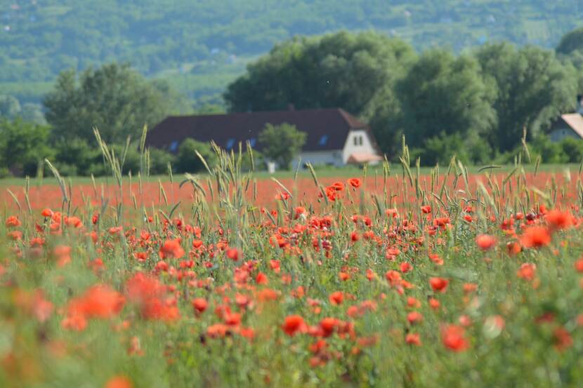 A field with poppy flowers in rural Hungary.