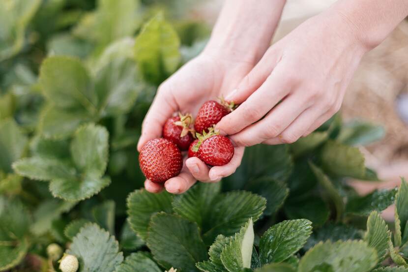 A person's hands are shown, holding strawberries, in a field.