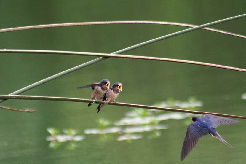 Barn swallow chicks