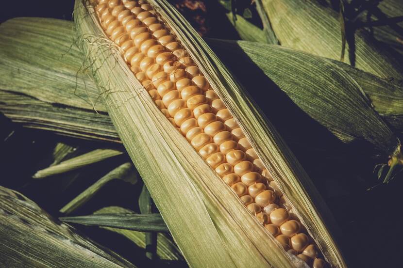 Picture of a cob of sweet corn.