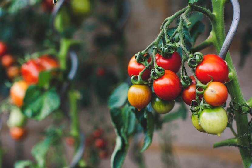 Tomatoes.