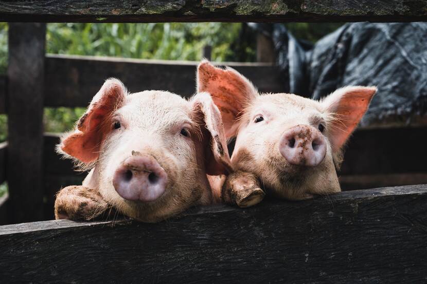 A picture of two cute pigs.
