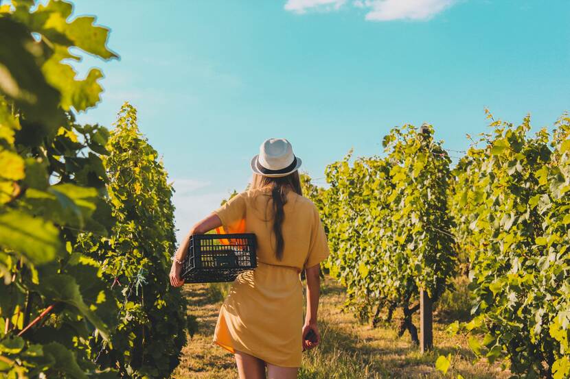 A woman with a crate in a vineyard, around harvest time.