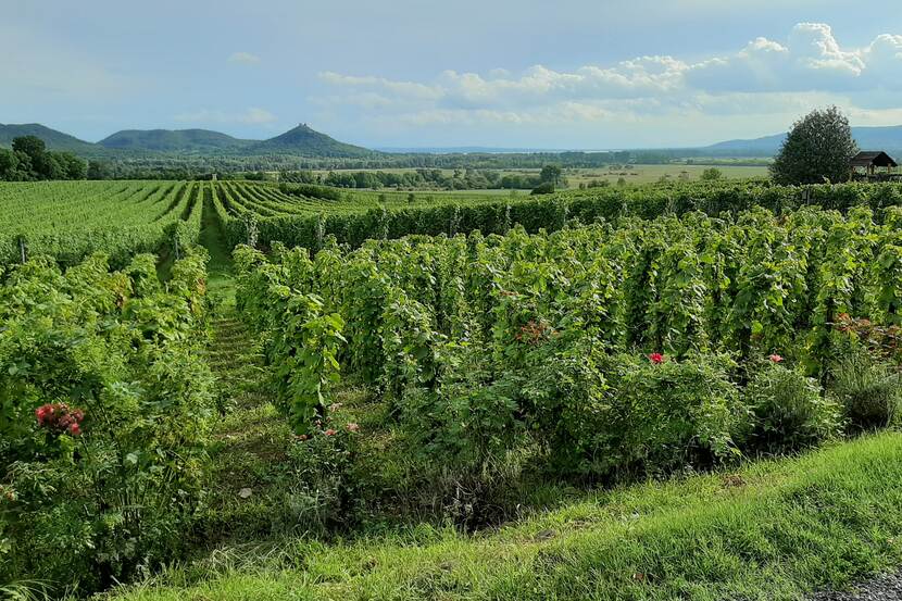 A vineyard in Hungary