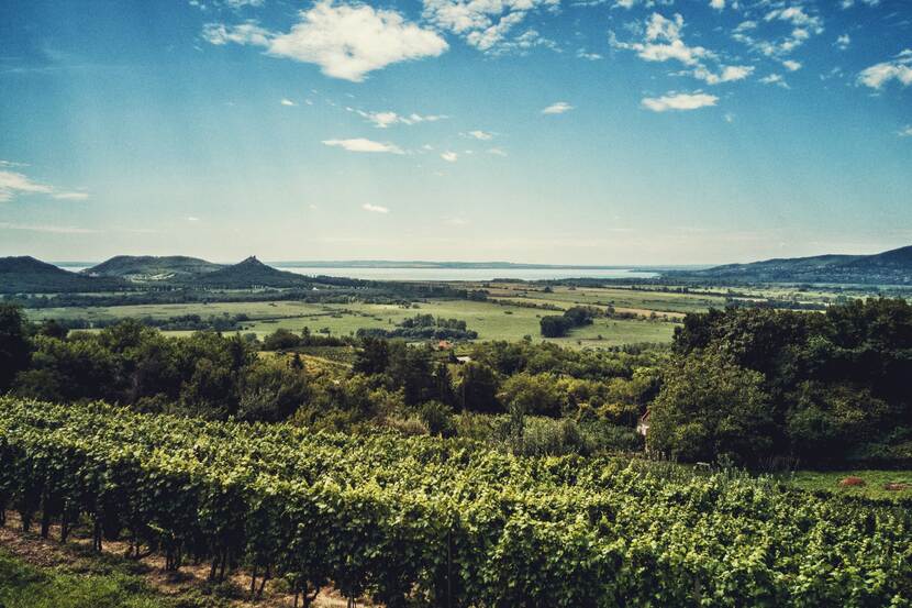 Vineyard in the Balaton Uplands region, with volcanic hills and Lake Balaton in the background.