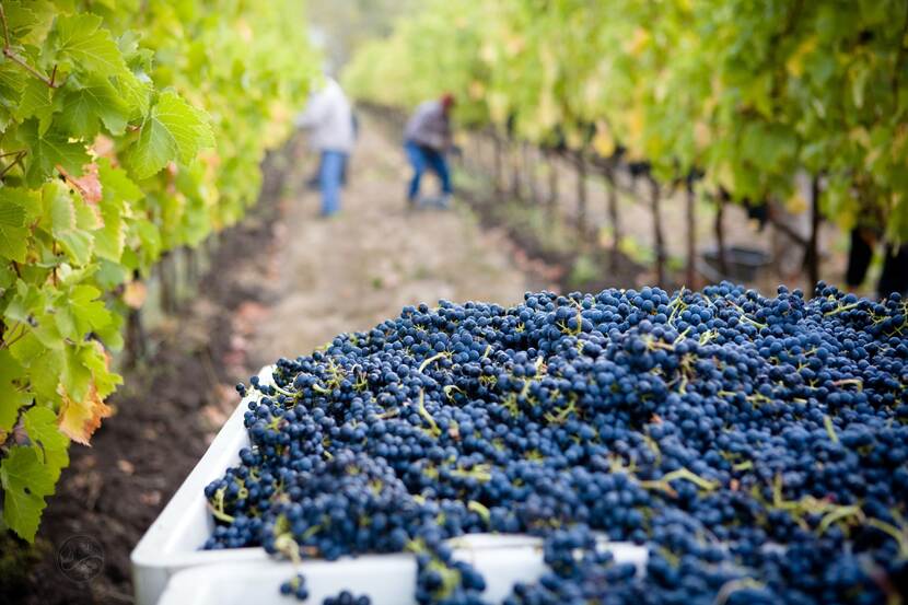 Grape harvest