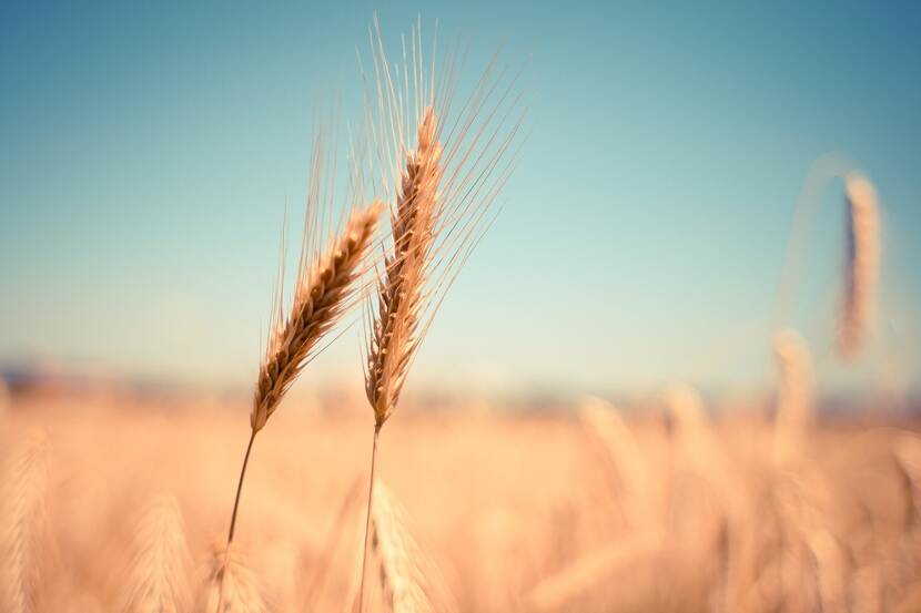 Wheat ears