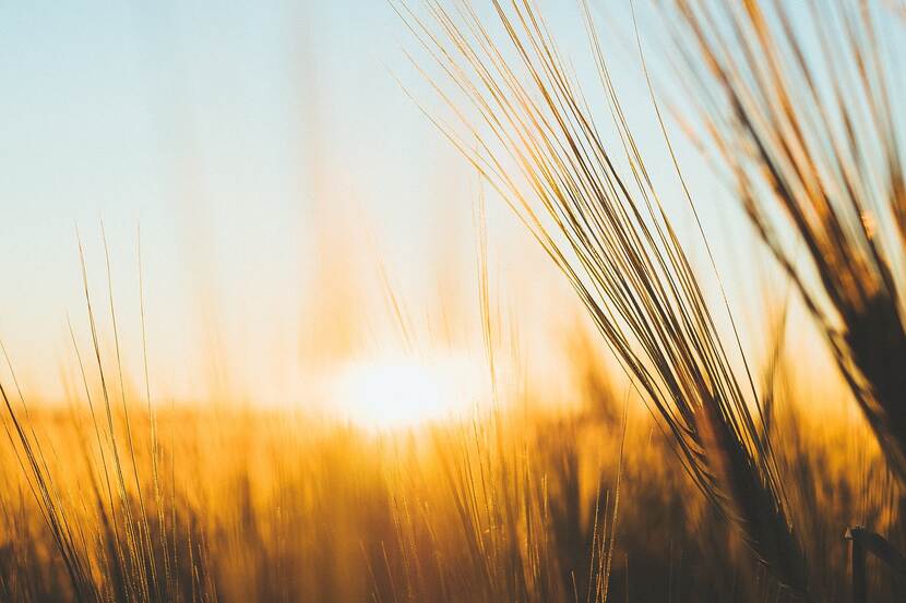 What field with the backdrop of the setting sun