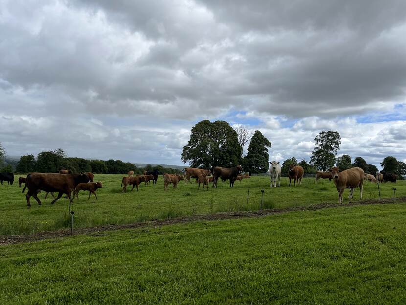 Dairy cows Ireland