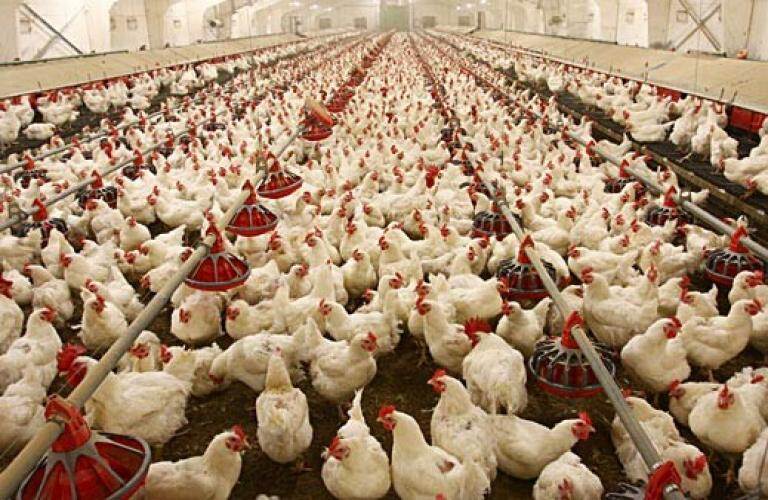 Poultry Industry