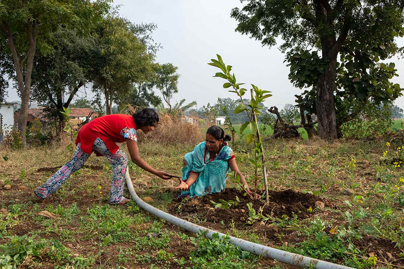 Landbouw in India