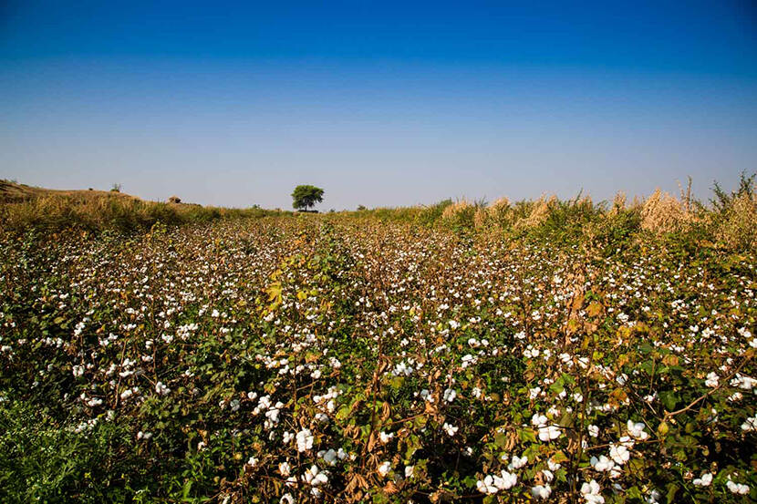 Landbouw in India