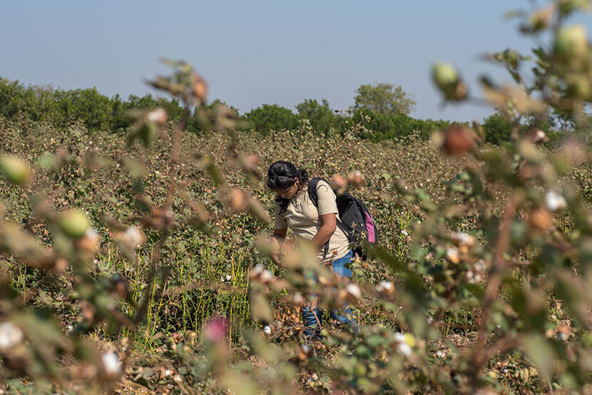 Cotton